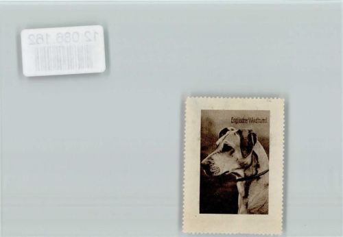 Vignette - Englischer Windhund Windhund