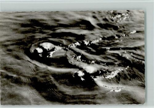 Seehundspaar in der Nordsee ca 1961 Foto AK