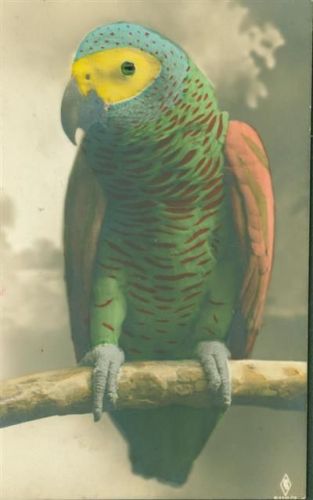 Papagei