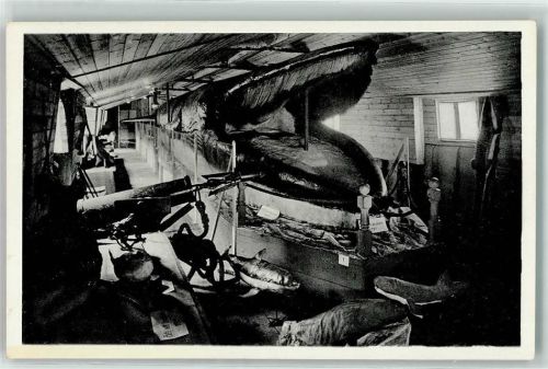 Riesenwalfisch Alter 168 Jahre AK Wal Foto AK