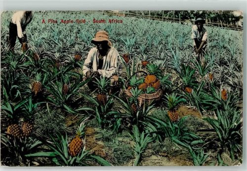 Ananasplantage