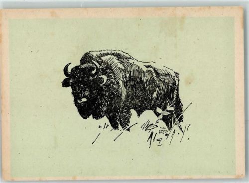 Bison