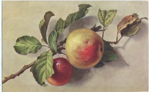 um 1910 Früchte/fruits