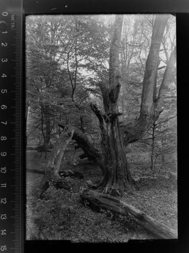 Bockhorn Neuenburger Urwald