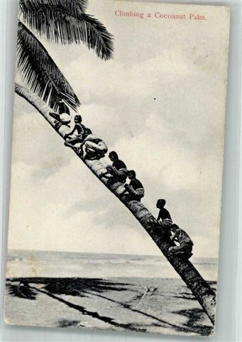 Colombo Climbing a Coconut Palm