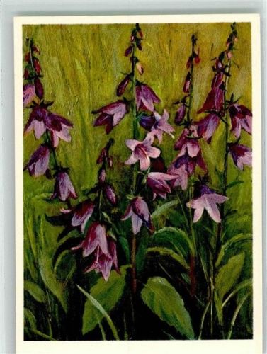 sign. Zeltner Acker-Glockenblume Nr. 267