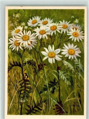 sign. Zeltner Busch-Wucherblume Nr. 281