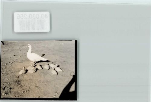 W4422 Wessum Bauern Pension Wegener Gans mit Küken Ente FOTO KEINE AK