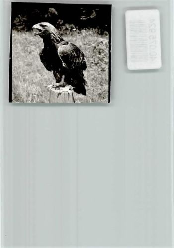 Bollendorf Adler