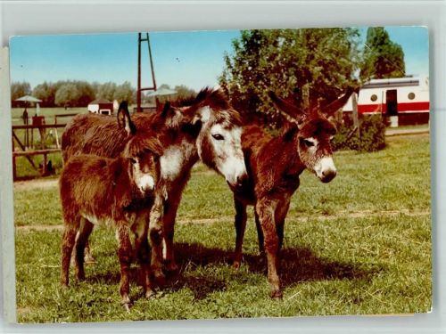 Stöckheim Zoologischer Garten Esel