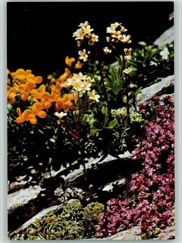 Hornklee, Trauben-Steinbrech und echter Thymian AKU1 Blume