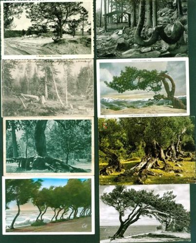 Bäume (meist Besondere) Lot mit 56 AK, ca. 1900-1965; überwiegend gute Erhaltung, teils gelaufen