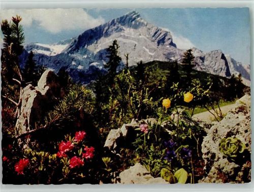 AlpenAlpenrosen Mehlprimel Enzian Hauswurz Trollblumenblumen
