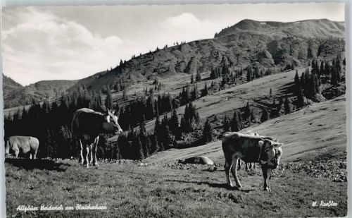 Gunzesried Kuh, Blaicher Horn