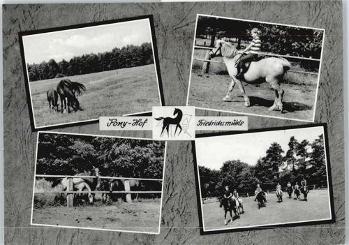 Knesebeck Pony-Gestüt