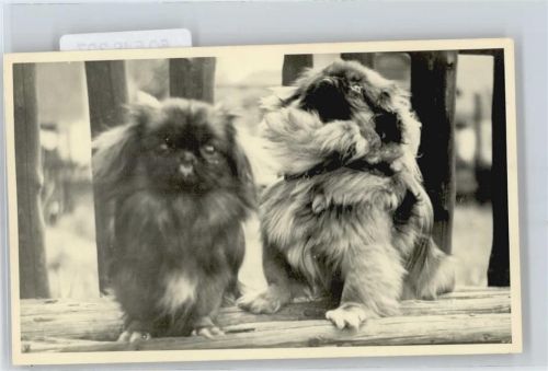 Foto-Karte Pekinese