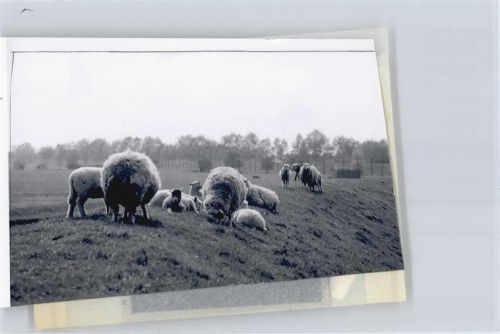 Wewelsfleth Foto mit Negativ, Schaf