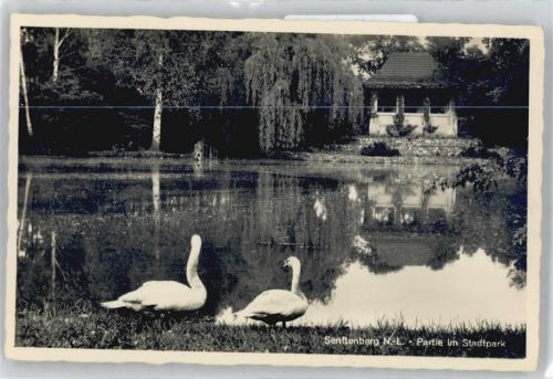 Senftenberg Stadtpark, Schwan