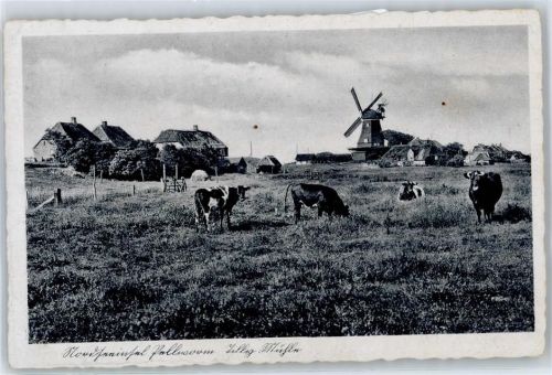 Pellworm Windmühle, Kuh
