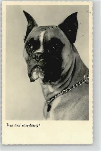 1930 - 1940 Boxer