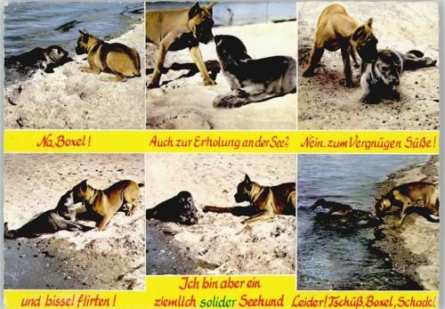 Boxer und Seehund Robbe Boxer 1978