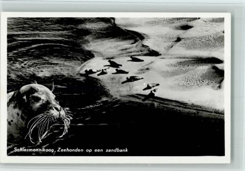 Seehunde in Schiermonnikoog ca 1958 AK