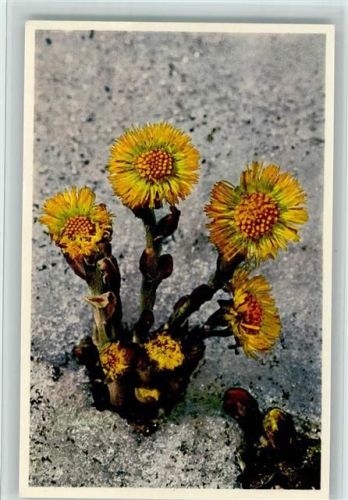 Tussilago Farfara - Gelber Huflattich