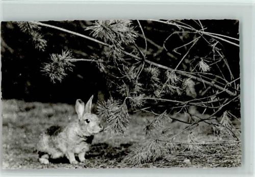 Hase