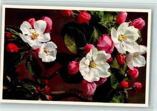 Pyrus Malus - Apfelblüte