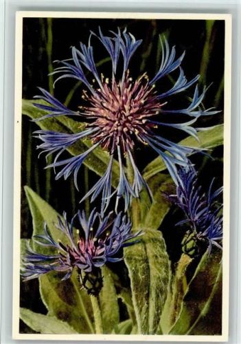 Centauris montana L. - Berg-Flockenblume Blume
