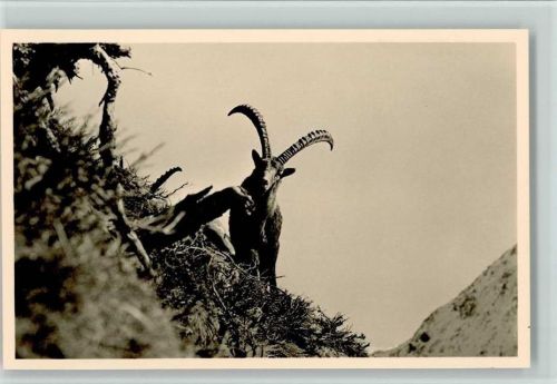 Alpensteinbock
