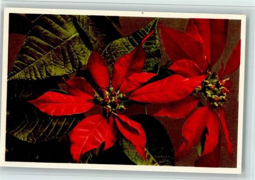 Poinseffia pulcheerrima Willd. - Weihnachtsstern