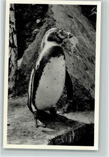 1956 Pinguin des Versandhauses Nordland AK