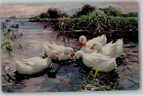 Weiße Enten am See - sign Alexander Koester - Verlag Römmler & Jonas 434 Gem. Ente 1920 Künstlerkarte