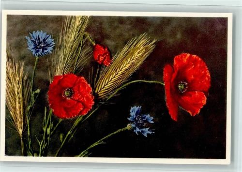 Papaver Rhoeas b. - Feuermohn Centaurea Cyanus b. - Kornblume