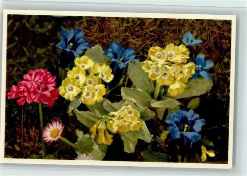 Gentiania Clusii Gentania verna Primula Farinosa Prima auricula Bellis perennis Blume