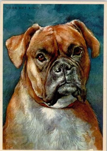 Boxer