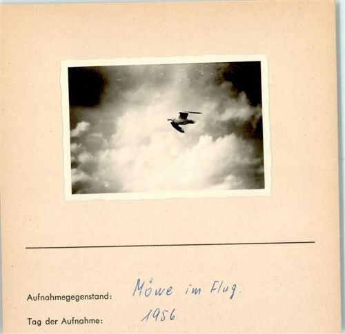 Möwe im Flug Foto montiert auf Karton