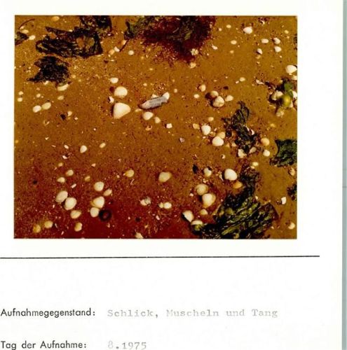 Dünen Foto montiert auf Karton Muschel FOTO KEINE AK