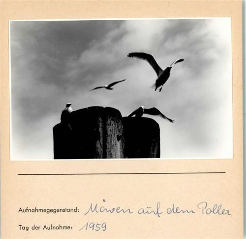 Möwen auf dem Poller Foto montiert auf Karton