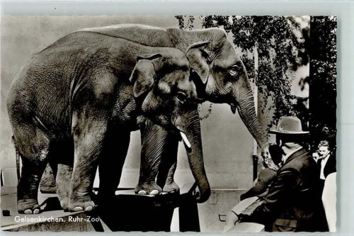 Gelsenkirchen Ruhr Zoo Elephanten