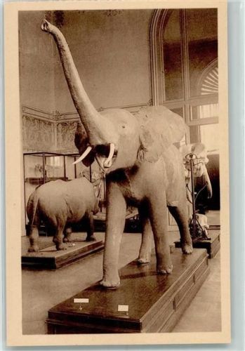 Tervuren 1926 Musee du Congo Belge - Elefant AK