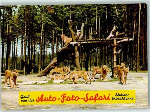 Stukenbrock Auto-Foto-Safari Löwengruppe Senne-Grosswild-Safari