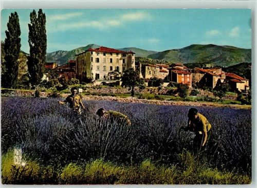 Cueillette de la Lavande dans les Alpes de Haute-Provence