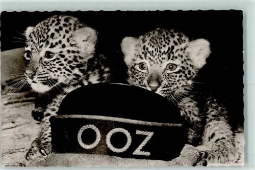 Berlin Mitte Zoologischer Garten Leoparden-Kinder
