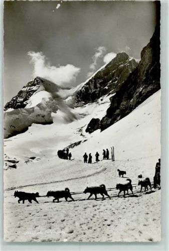 Jungfraujoch Schlittenhunde Polarhunde Hundeschlitten 1947