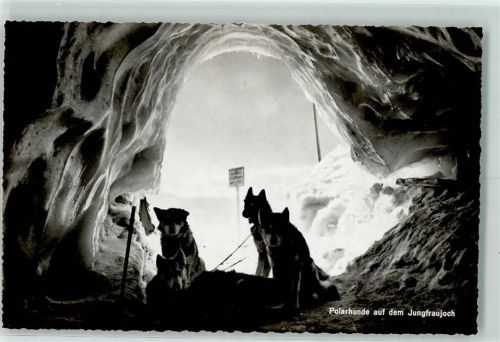 Jungfraujoch Polarhunde AK Hundeschlitten