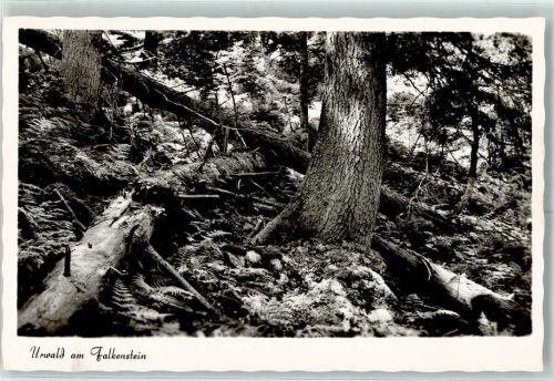 Falkenstein Urwald am Falkenstein