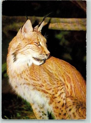 DJH Jugendherberge Spendenkarte Nr. 36 Luchs AK