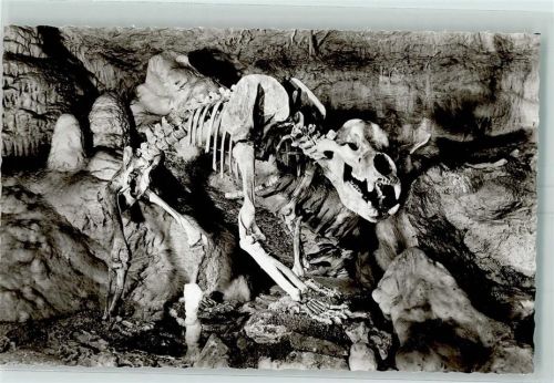 Erpfingen Bärenhöhle-Karlshöhle Innenansicht Tierskelett Höhlenstempel